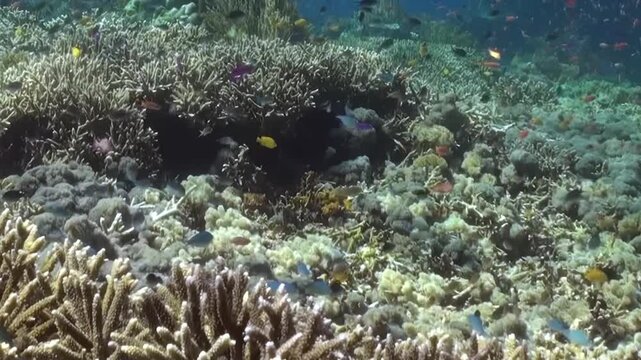 Mixed Coral Formations with Small Fish on the Reef Across the Reef. Several coral forms share the reef as small fish move through the scene, with varied structure and open water visible around them.