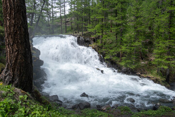 Powerful waterfall in a larch forest © Nicolas