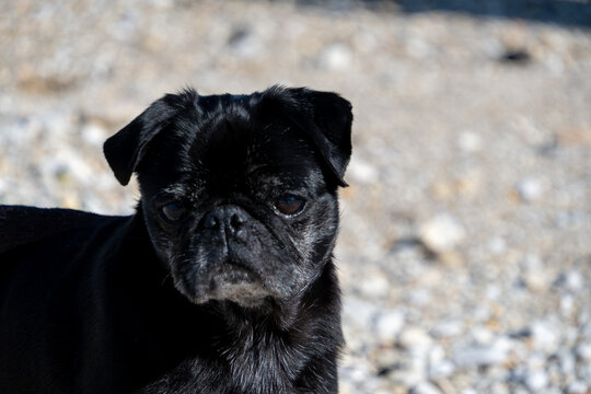 Close up portrait of a black pug with a grumpy expression