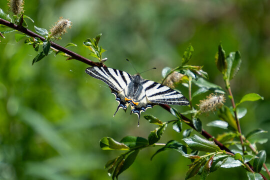 Scarce swallowtail butterfly on a willow branch