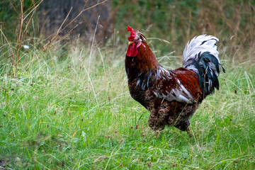 Colorful rooster walking in tall green grass © Nicolas