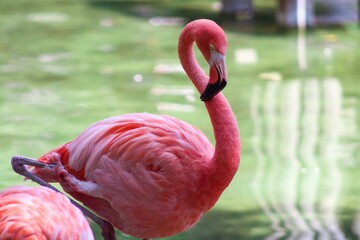 flamingo in the zoo © Yarik aka YES Media