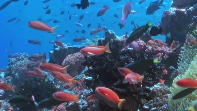 Schooling Reef Fish Swim around a Coral Garden. A subdued underwater view with cool blue tones shows fish moving with visible reef structure, documenting marine habitat and biodiversity.
