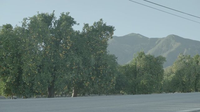 Large citrus tree with yellow fruit in front of green mountains under a clear sky