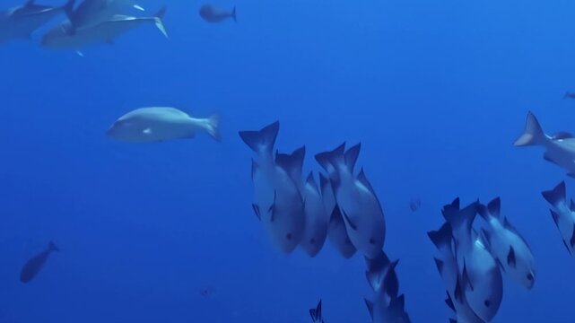 Schooling Reef Fish Swim through a Coral Reef in Blue Water. A subdued underwater view with cool blue tones shows fish moving with visible reef structure, documenting marine habitat and biodiversity.