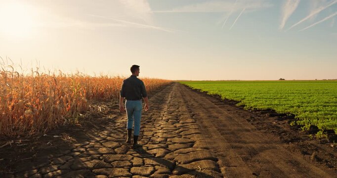 Farmer walking down a cracked, dry road between a field of withered, yellow crops and a vibrant green field, symbolizing climate change