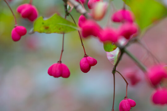 Close-up of bright pink spindle-shaped berries hanging from branch with green leaves
