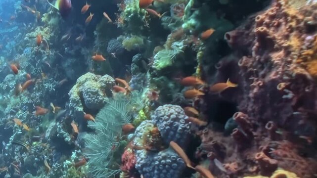 Schooling Reef Fish Swim through a Coral Garden. A subdued underwater view emphasizes coral texture and warm coral tones as fish move through the reef, documenting marine habitat and biodiversity.