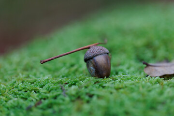Acorn resting on vibrant green moss in forest floor close-up © Two-Horizons