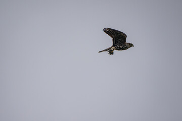 Merlin in fast flight carrying prey against grey sky © Yiming
