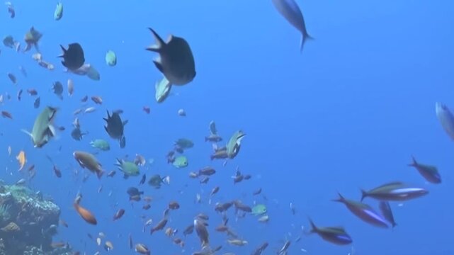 Dense Schooling Reef Fish Swim over a Coral Reef in Blue Water. The underwater scene shows fish moving with blue water and reef structure, documenting natural marine habitat and biodiversity.