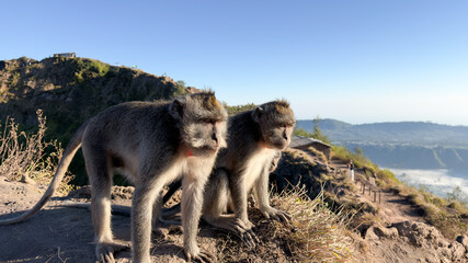 Monkey Wildlife on Mount Batur with Mountain Views, Bali, Indonesia © awhi 