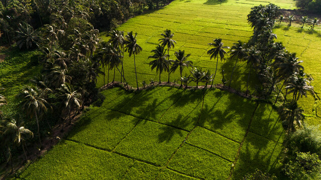 Aerial view of lush green rice paddy fields with palm trees casting long shadows during golden hour in Paroda, Goa, India.