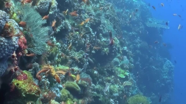Dense Schooling Reef Fish Swim around the Reef Seabed. An underwater view with cool blue tones shows fish moving with visible reef structure, documenting marine habitat and biodiversity.