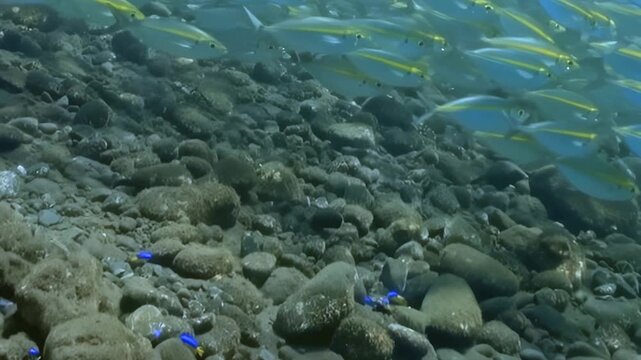 Striped Reef Fish Swim above the Reef Seabed. A subdued underwater view emphasizes coral texture and mixed reef colors as fish move through the reef, documenting marine habitat and biodiversity.
