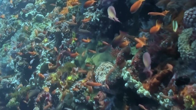 Small Orange Reef Fish Swim over the Reef Seabed. A subdued underwater view emphasizes coral texture and warm coral tones as fish move through the reef, documenting marine habitat and biodiversity.