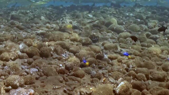 Small Schooling Reef Fish Swim above the Reef Seabed. An underwater view shows coral texture and warm coral tones with fish moving through natural reef habitat and marine biodiversity.