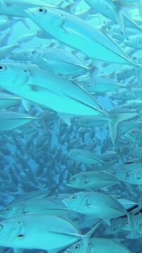 Vertical Silver Fish School Moving in Formation in Bright Blue Water. The vertical view includes dense silver fish in foreground and midwater, layered schooling pattern.