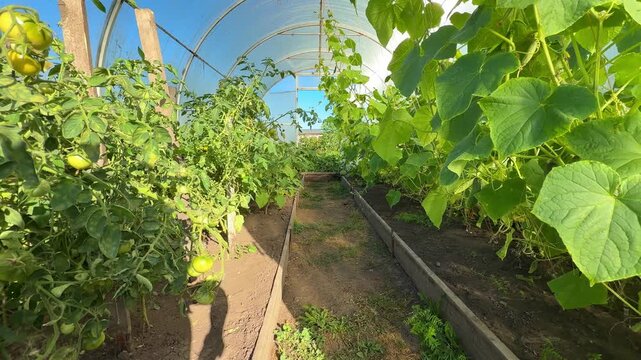 Rows of vegetable plants grow inside a home greenhouse. Greenhouse gardening supports home food production and self sufficiency