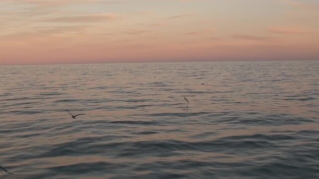 Arctic Ocean Ship Gliding Across Cold Arctic Ocean Across Polar Seas. A brief seabird flight over cold water adds wildlife interest while the distant polar horizon remains clearly visible.