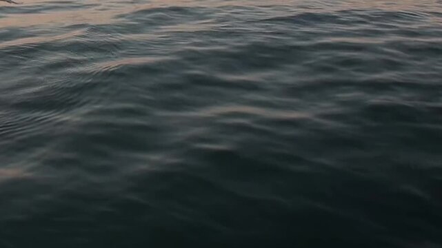 Arctic Ocean Ship Navigating Northern Ocean Waters Under Polar Sky. A brief seabird flight over cold water adds wildlife interest while the distant polar horizon remains clearly visible.