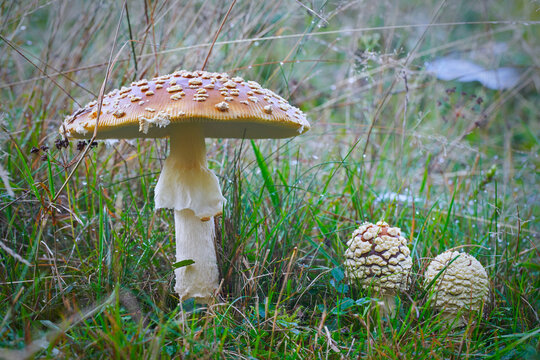 Amanita regalis