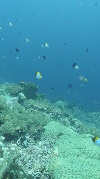 Colorful Reef Fish Swimming Above Reef Formations with Schooling Fish. Schools of small fish sweep above rocky coral structures while blue water and reef detail remain visible.