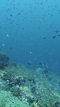 Colorful Reef Fish Moving Through Reef Formations with Schooling Fish. Schools of small fish sweep above rocky coral structures while blue water and reef detail remain visible.