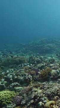 Sunlit Rocky Coral Reef With Tropical Fish in Clear Water Underwater. Rocky coral structures and small reef fish remain visible across the seabed beneath blue water.