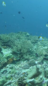 Colorful Marine Fish Swimming Above Coral Habitat in Clear Water. Reef fish move above coral formations while blue water and layered reef textures remain visible.
