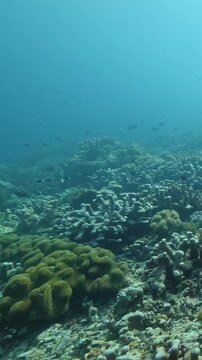 Colorful Reef Fish Gliding Through Coral Habitat in Clear Ocean Water. Reef fish move above coral formations while blue water and layered reef textures remain visible.