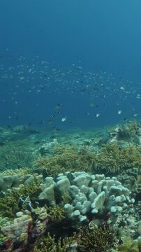 Colorful Marine Life Swimming Above Coral Habitat with Schooling Fish. Schools of reef fish move above coral formations while blue water and reef detail remain visible.