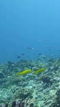 Yellow Snapper Swimming Over a Vibrant Coral Reef Habitat Underwater. Reef fish move above coral formations while blue water and layered reef textures remain visible.