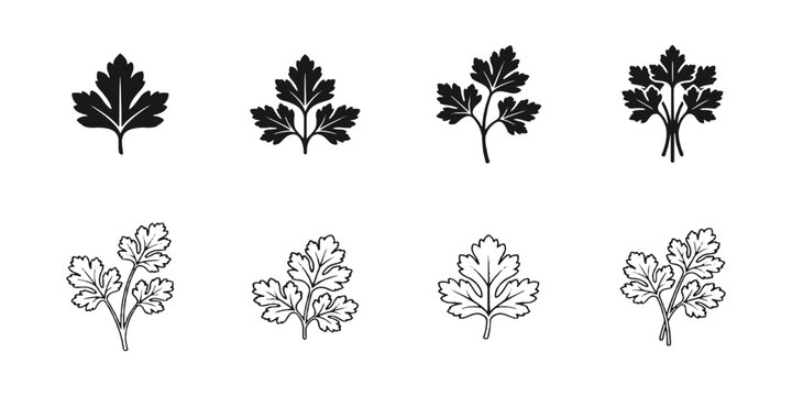 Fresh parsley leaf line art and silhouette icon set vector illustration isolated on white background.