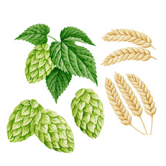 Fototapeta premium Watercolor hops cones with green leaves and golden barley ears isolated on transparent background PNG element
