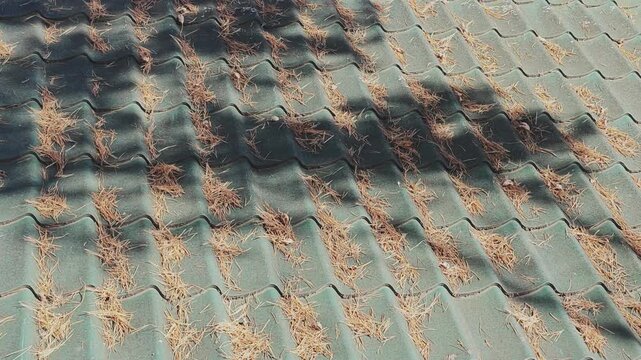 Roof tiles glistening in sunlight, scattered yellow pine needles and shifting tree branch shadows creating a rhythmic, textured pattern across a sunlit rooftop