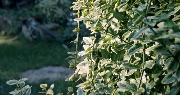 Euonymus fortunei Emerald Gold in summer garden, variegated foliage