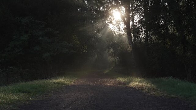 Sunlight pierces misty forest canopy. Dappled rays shine down a dirt path. Green grass borders dark, leafy trees. Misty morning air drifts through branches. Peaceful, quiet, natural woodland setting