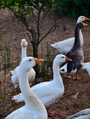 Group of Domestic Geese with White and Gray Plumage Foraging on Dry Earth by Green Foliage © Marcin