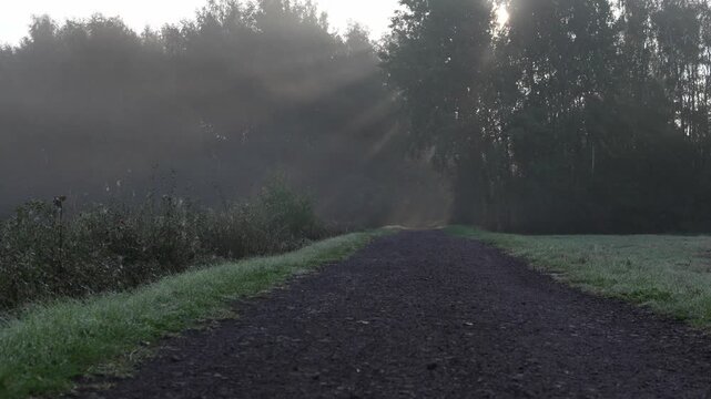 Misty morning sun breaks through trees. Dirt path leads into distant green woods. Grass glows with dew under soft light. Stillness holds the quiet before dawn. Perfect for tranquil nature scenes