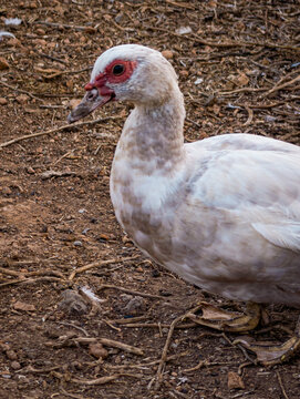 Close-up Portrait of a Muscovy Duck with Red Caruncles Standing on Brown Earthy Ground