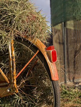 Rusty Old Bicycle Rear Wheel with Air Plants Growing in Sunlit Outdoor Setting