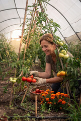 Fototapeta premium Smiling mature woman harvesting ripe red tomatoes inside a greenhouse into a wicker basket, authentic portrait of sustainable organic gardening, local farming, agriculture and healthy lifestyle.