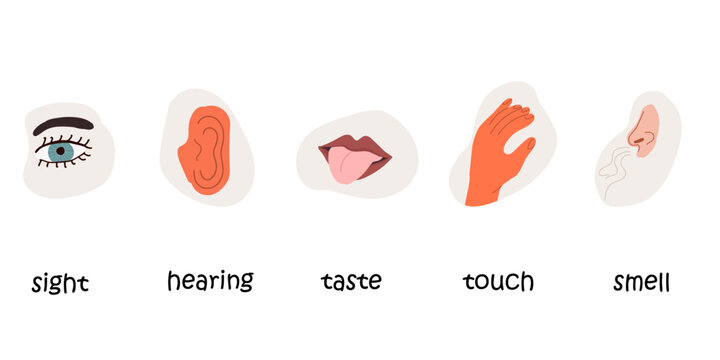 Five senses. Hearing with ear, looking with eye, smelling with nose, tasting with mouth, touching with hand. Sensory perceptions with organs. Hand drawn vector  illustration.