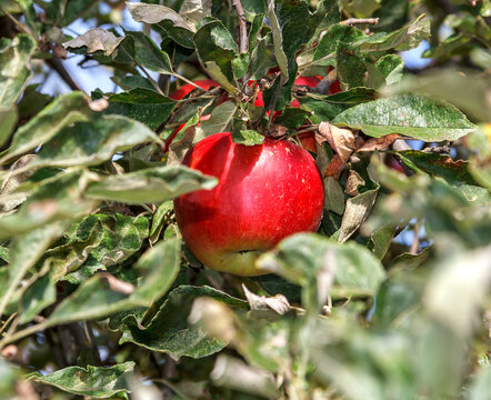 Close-up of a ripe red apple 1