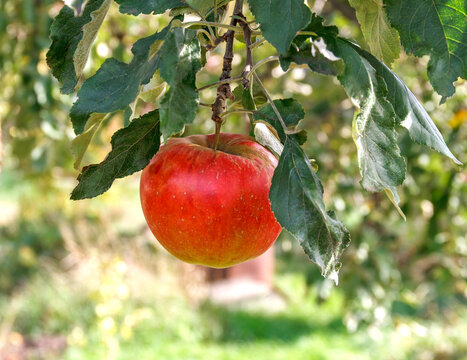 Close-up of a ripe red apple