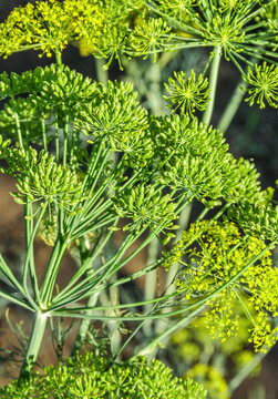 Flowering Dill Plant