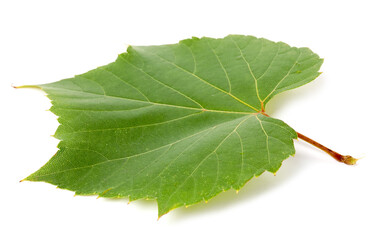 Fototapeta premium Fresh green grape leaf isolated on white