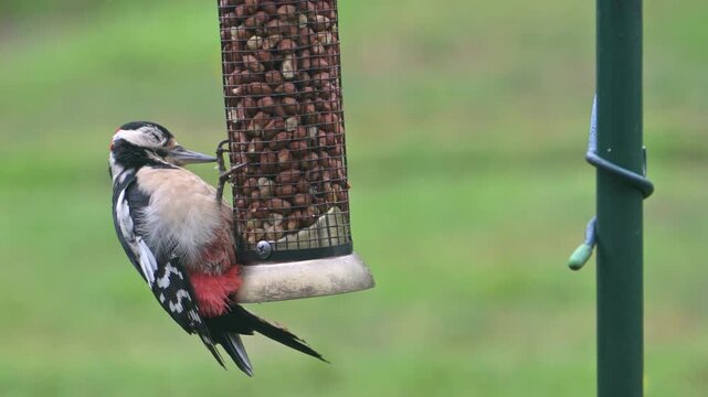 Great Spotter Woodpecker (Dendrocopos major) male with eye disease - probably conjunctivitis - eating peanuts from a garden feeder and chasing away a Blue Tit. September, Kent, UK [Slow motion x5] 