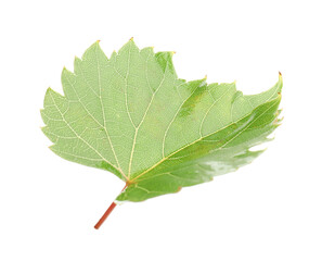Fototapeta premium Fresh green grape leaf isolated on white